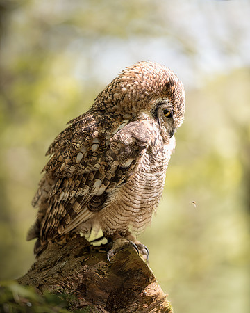 BON-Birds-of-Prey-African-Spotted-Eagle-Owl - Alan - May 2022  - 4:5