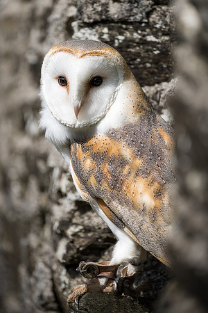 BON-Birds-of-Prey-Barn-Owl - May 2022 - 1 -  2:3