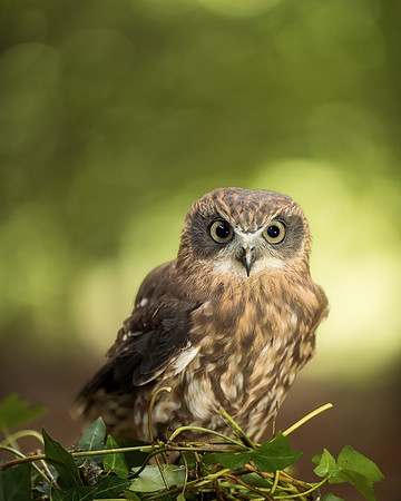 BON-Birds-of-Prey-Chilli-Boobook-Owl - Oct 2022 - 4:5
