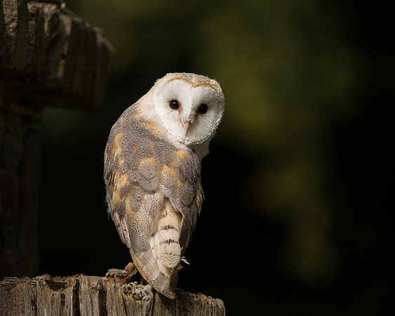 BON-Bird-of-Prey-Barn-Owl - Sept 2022 - 4:5