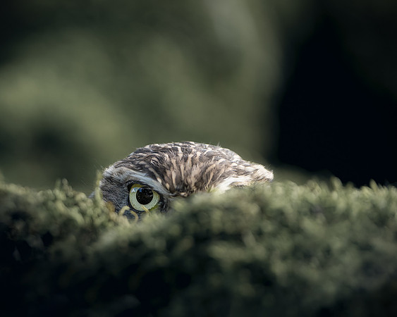 BON-Bird-of-Prey-Little Owl-Peekig - Sept 2022 - 4:5