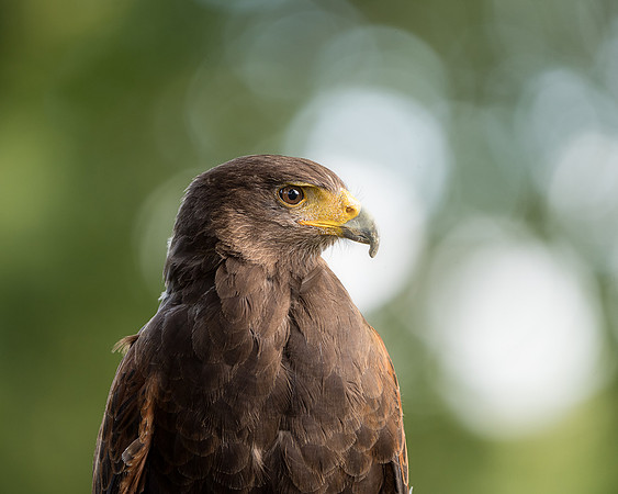 BON-Bird-of-Prey-Harris Hawk - 2 - Sept 2022 - 4:5