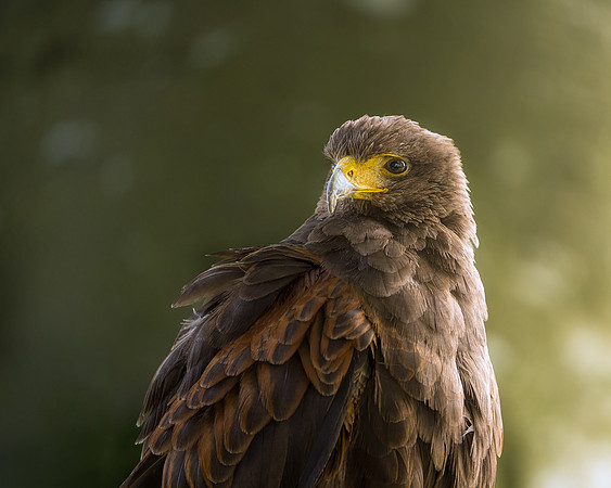 BON-Bird-of-Prey-Harris Hawk 1 - Sept 2022 - 4:5