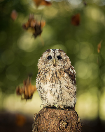 BON-Bird-of-Prey-Tawny-Owl-Albert-Autumn - 1 - Oct 2022 - 4:5