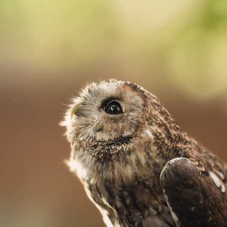 BON-Bird-of-Prey-Tawny-Owl-Albert-Autumn - 2 - Oct 2022 - Square