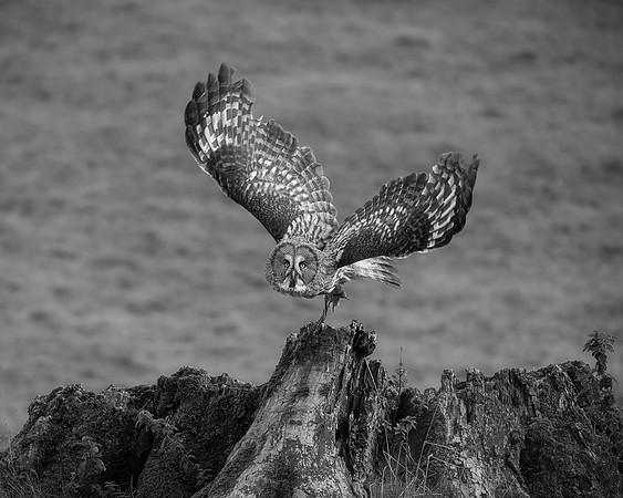 BON-Bird-of-Prey-Great-Grey-Owl-Stanley-Mono - Sept 2022 - 4:5