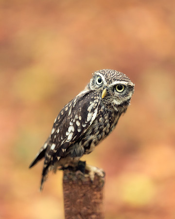 BON-Bird-of-Prey-Little-Owl- Sally - Oct 2022 - 4:5
