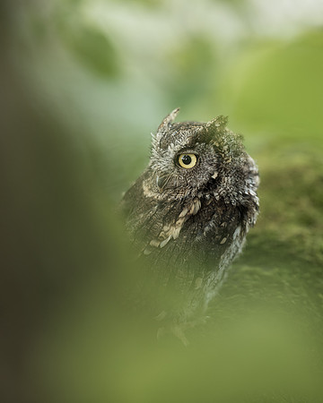 BON-Bird-of-Prey-Screech-Owl-Autumn - 2 - Oct 2022 - 4:5