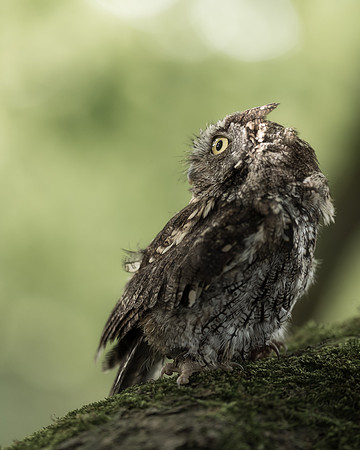 BON-Bird-of-Prey-Screech-Owl-Autumn - 1 - Oct 2022 - 4:5