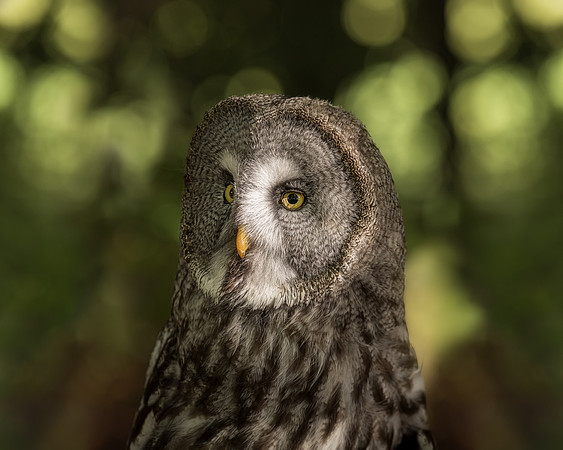 BON-Bird-of-Prey-Great-Grey-Owl-Stanley-Autumn - 3 - Oct 2022 - 4:5
