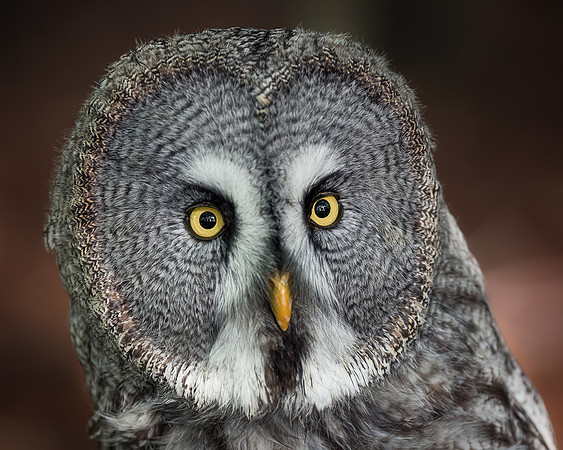 BON-Bird-of-Prey-Great-Grey-Owl-Stanley-Autumn - 2 - Oct 2022 - 4:5
