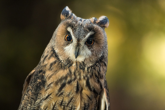 BON-Bird-of-Prey-Long-Eared-Owl-Spook-Autumn 1 - Oct 2022 - 4:5