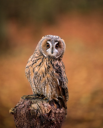 BON-Birds-of-Prey-Spook-Long-Eared-Owl - Autumn 2 - Oct 2022 - 4:5