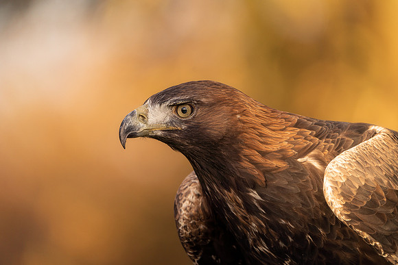 BON-Birds-of-Prey-James-Golden-Eagle-Sunset - Autumn 1 - Nov 2022 - 3:2
