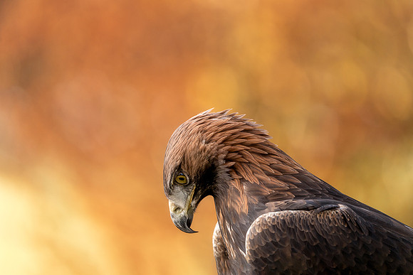 BON-Birds-of-Prey-James-Golden-Eagle-Sunset - Autumn 2 - Nov 2022 - 3:2