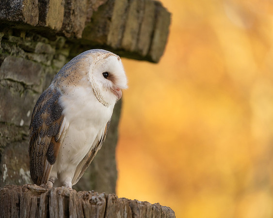 BON-Birds-of-Prey-Barn-Owl-Sunset - Autumn  - Nov 2022 - 4:5