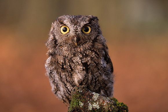 BON-Birds-of-Prey-Screech-Owl - Nov 2022 - 3:2