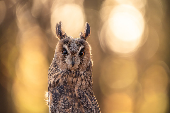 BON-Birds-of-Prey-Spook-Long-Eared-Owl - Autumn 1  - Nov 2022 - 3:2