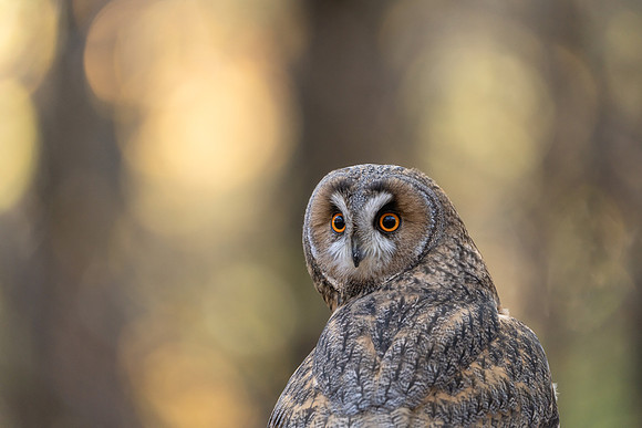 BON-Birds-of-Prey-Spook-Long-Eared-Owl - Autumn 3  - Nov 2022 - 3:2