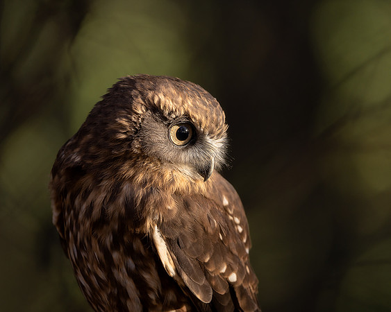 BON-Birds-of-Prey-Chilli-Boobook-Owl - Nov 2022 - 4:5
