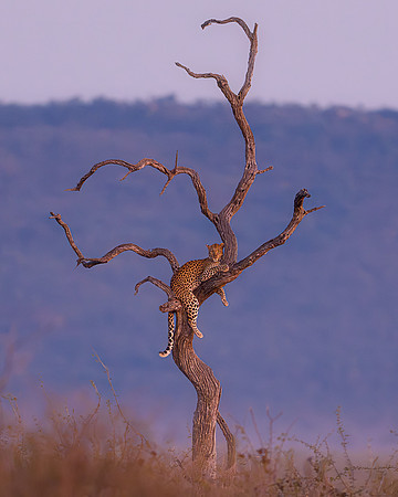 BON-South-Africa-Madikwe-Hills-Safari-Leopard-Tree - May 2026 - 4:5