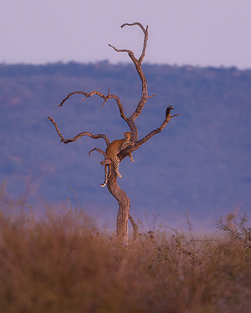 BON-South-Africa-Madikwe-Hills-Safari-Leopard-Tree - May 2026 - 4:5