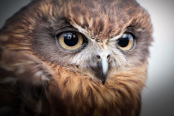 BON-Birds-of-Prey-Chilli-Boobook-Owl - Feb 2023 - 3:2