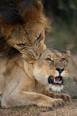 BON-South-Africa-Madikwe-Hills-Safari-Lion-Lioness-Mating- May 2026 - 4:5