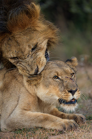 BON-South-Africa-Madikwe-Hills-Safari-Lion-Lioness-Mating- May 2026 - 4:5