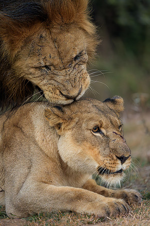 BON-South-Africa-Madikwe-Hills-Safari-Lion-Lioness-Mating- May 2026 - 4:5