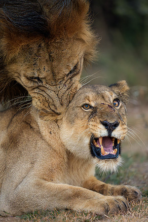 BON-South-Africa-Madikwe-Hills-Safari-Lion-Lioness-Mating- May 2026 - 4:5