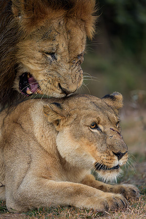 BON-South-Africa-Madikwe-Hills-Safari-Lion-Lioness-Mating- May 2026 - 4:5
