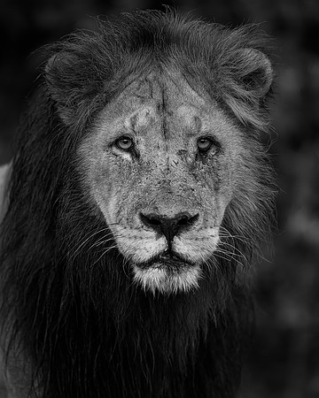 BON-South-Africa-Madikwe-Hills-Safari-Male-Lion-Mono - May 2026 - 4:5