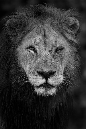 BON-South-Africa-Madikwe-Hills-Safari--Male-Lion-Mono - May 2026 - 3:2