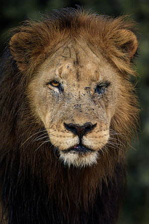 BON-South-Africa-Madikwe-Hills-Safari-Male-Lion - May 2026 - 3:2