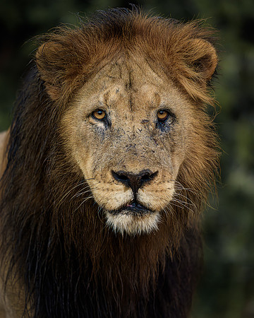 BON-South-Africa-Madikwe-Hills-Safari-Male-Lion - May 2026 - 4:5