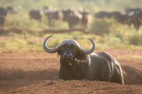 BON-South-Africa-Madikwe-Hills-Buffalo- May 2026 - 3:2