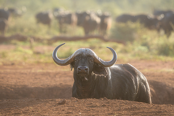 BON-South-Africa-Madikwe-Hills-Buffalo- May 2026 - 3:2