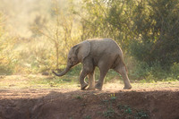 BON-South-Africa-Madikwe-Hills-Baby-Elephant - May 2026 - 3:2