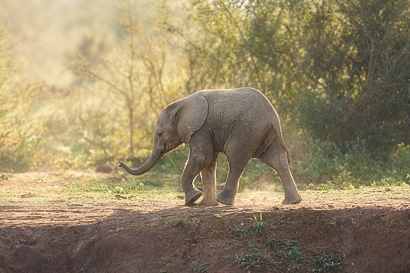 BON-South-Africa-Madikwe-Hills-Baby-Elephant - May 2026 - 3:2