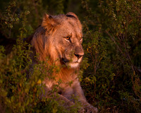 BON-South-Africa-Madikwe-Hills-Safari-Young-Male-Lion - May 2026 - 5:4