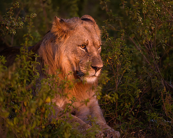 BON-South-Africa-Madikwe-Hills-Safari-Young-Male-Lion - May 2026 - 5:4