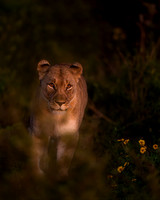 BON-South-Africa-Madikwe-Hills-Safari-Lioness - May 2026 - 4:5
