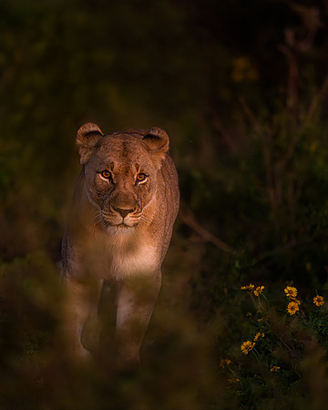BON-South-Africa-Madikwe-Hills-Safari-Lioness - May 2026 - 4:5