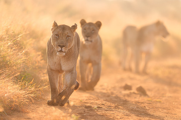 BON-South-Africa-Madikwe-Hills-Safari-Lioness-Pride - May 2026 - 3:2