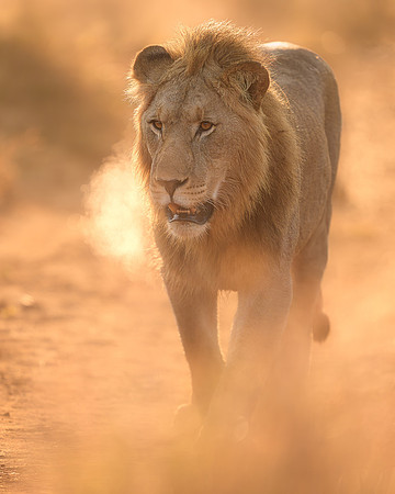 BON-South-Africa-Madikwe-Hills-Safari-Male-Lion- May 2026 - 4:5