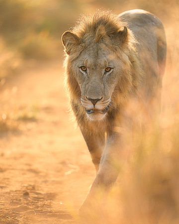 BON-South-Africa-Madikwe-Hills-Safari-Male-Lion- May 2026 - 5:4