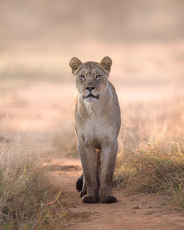 BON-South-Africa-Madikwe-Hills-Safari-Lioness - May 2026 - 4:5
