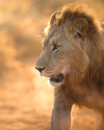BON-South-Africa-Madikwe-Hills-Safari-Male-Lion- May 2026 - 4:5
