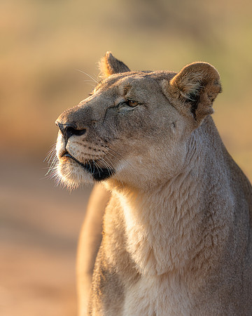 BON-South-Africa-Madikwe-Hills-Safari-Lioness -  May 2026 - 4:5